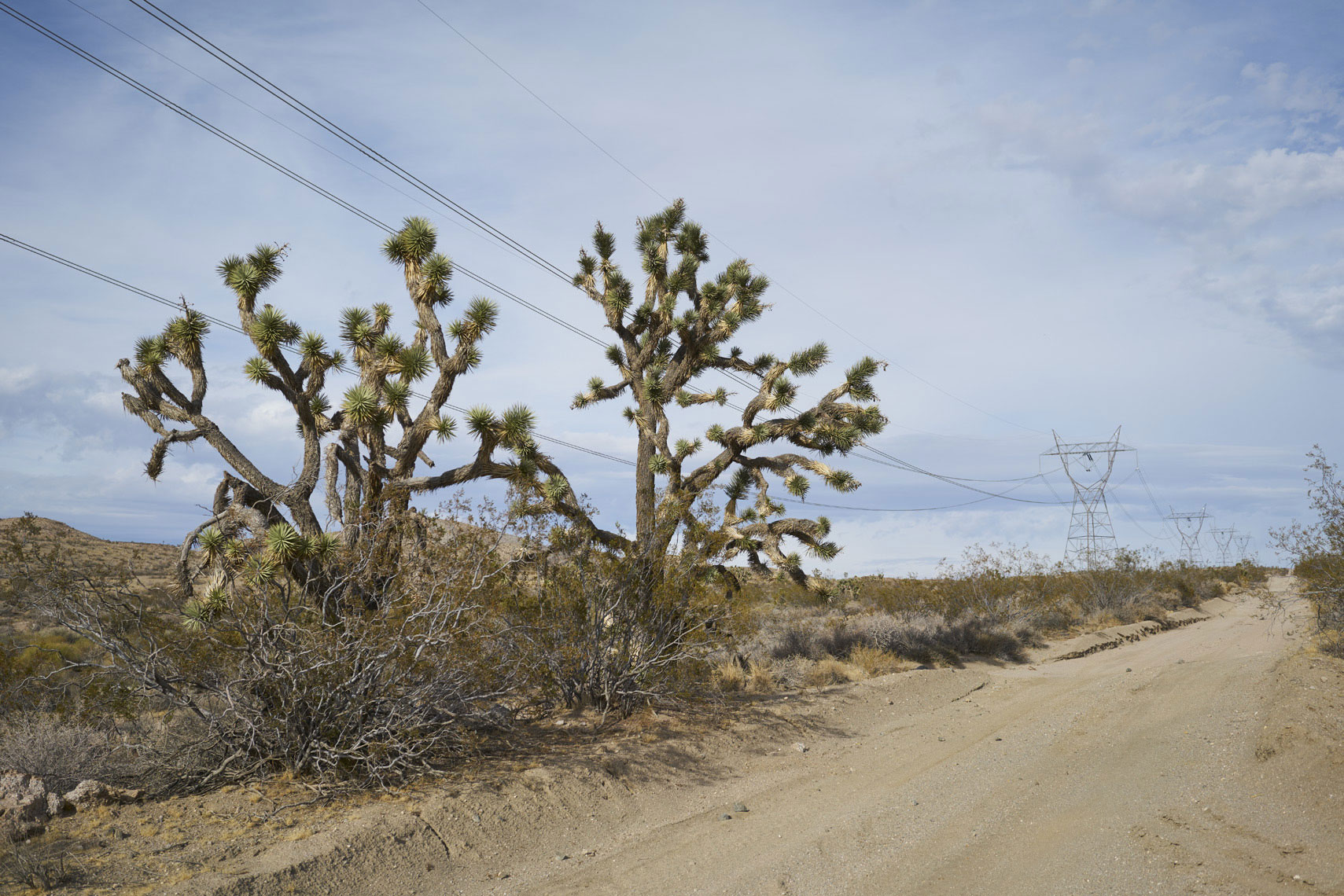 Yucca along a power line road in Mojave National Park California Sean Dagen Photography