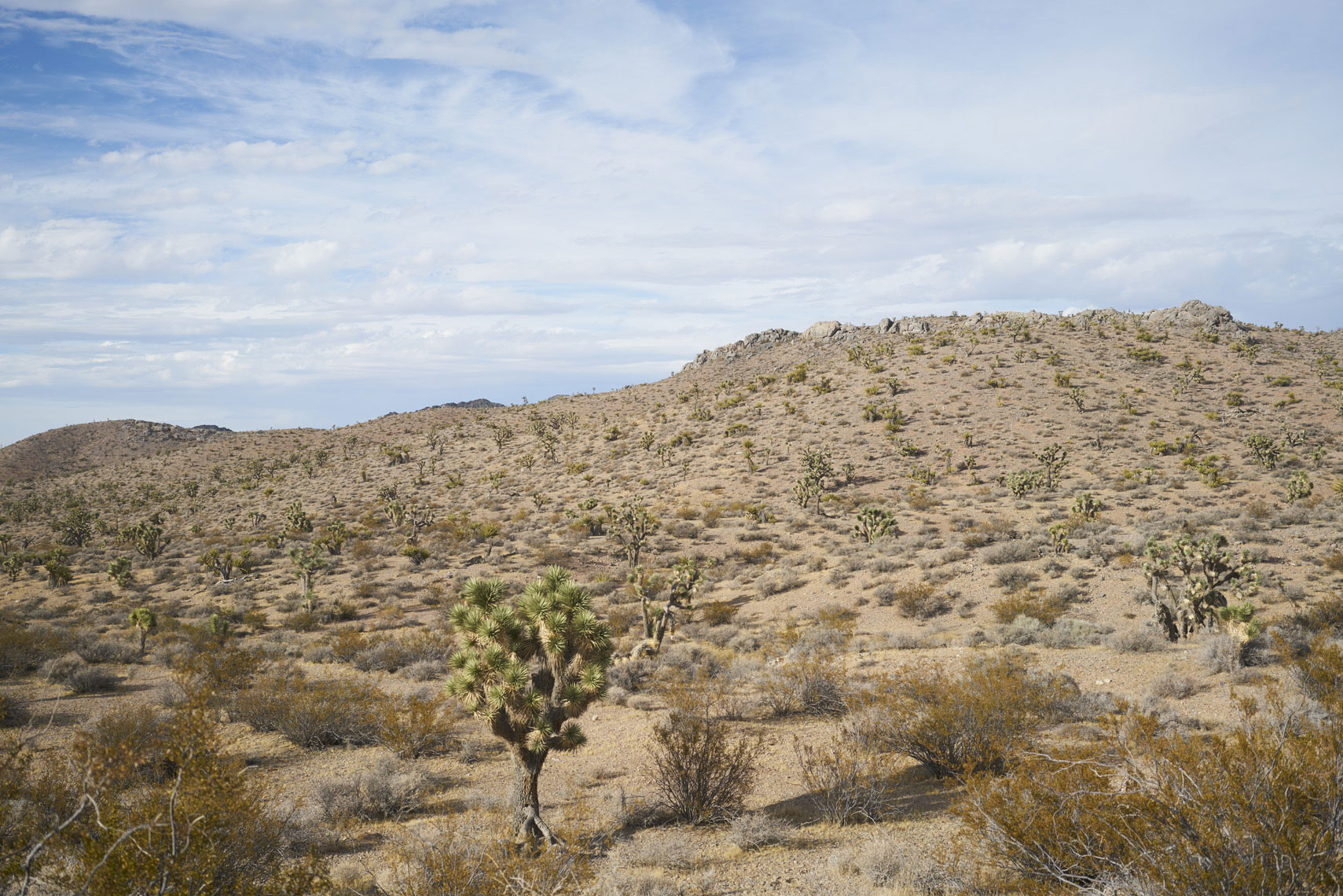 Landscape in Mojave National Park California Sean Dagen Photography