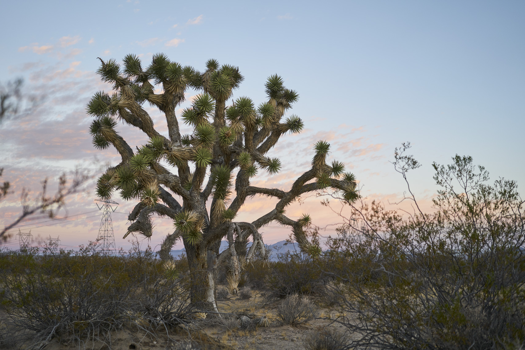 Yucca in Mojave National Preserve California Sean Dagen Photography