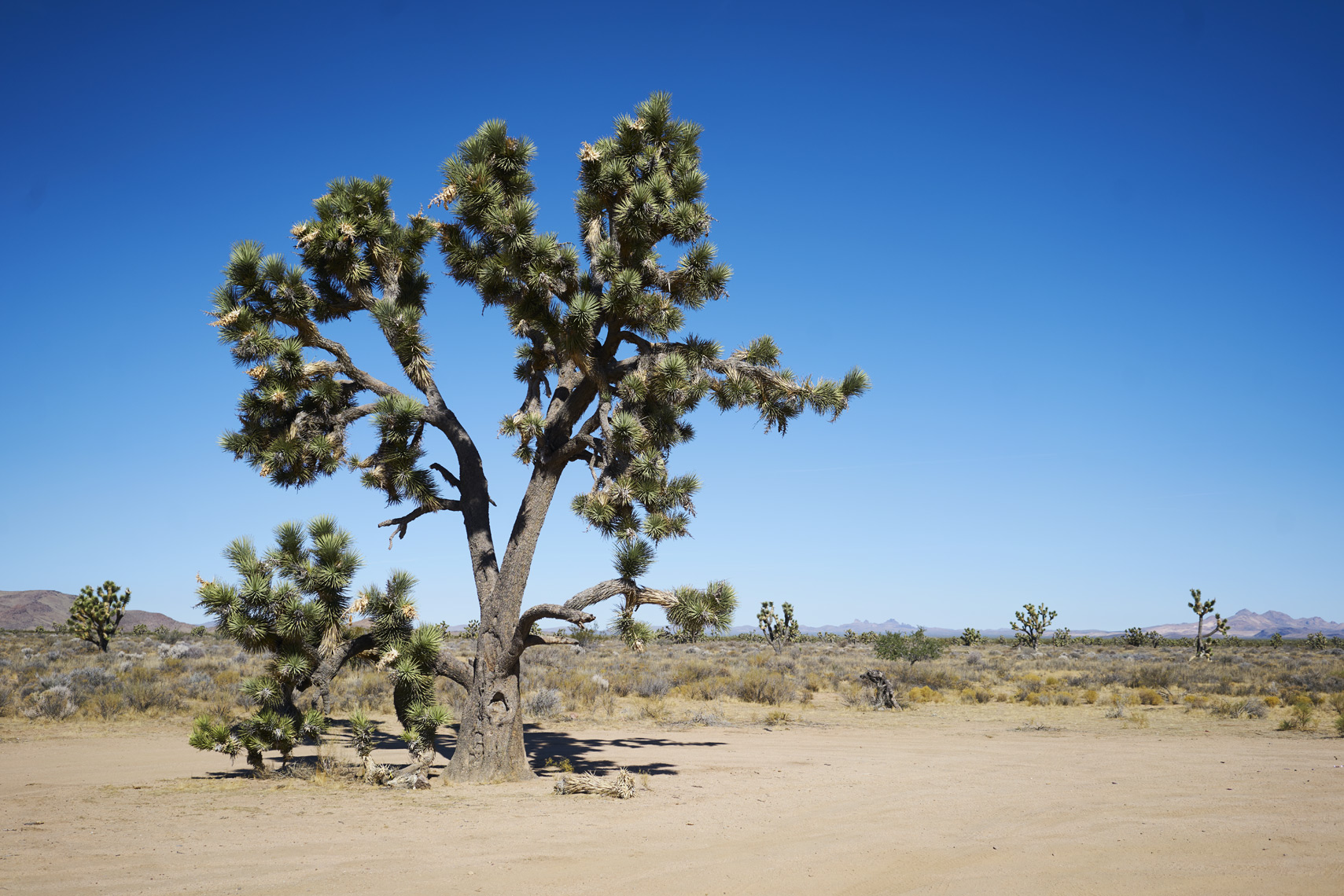 Desert landscape along the Mojave Road California Sean Dagen Photography