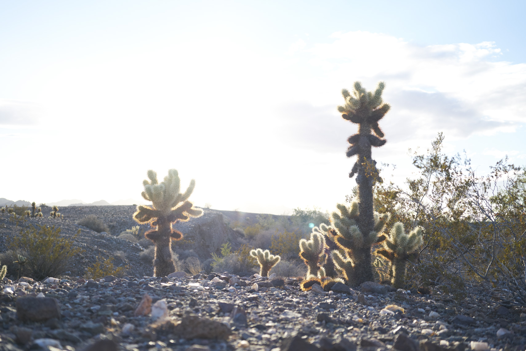 Cholla cacti in Imperial Desert California Sean Dagen Photography