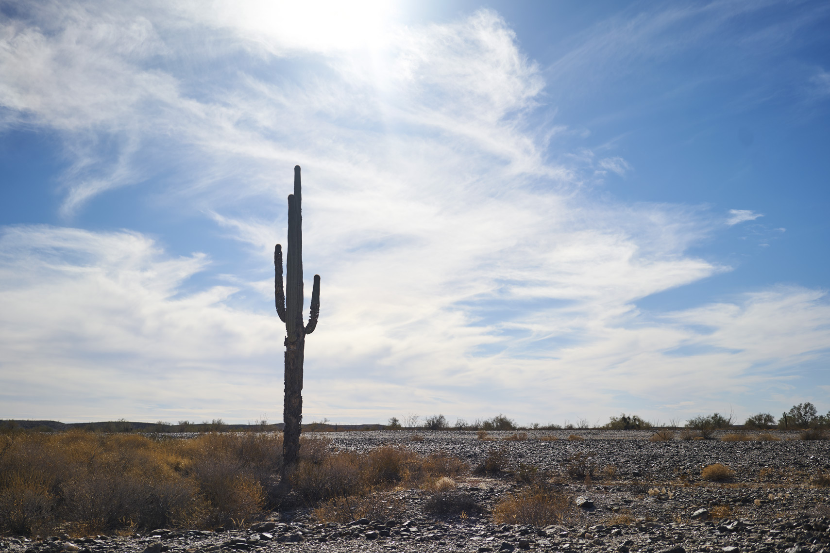 Saguaro cactus against a cloudy sky in Barry M. Goldwater Range desert Yuma Arizona Sean Dagen Photography