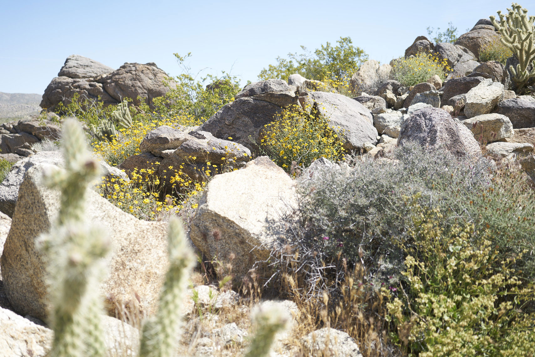 Desert flowers in bloom Anza-Borrego State Park California Sean Dagen Photography