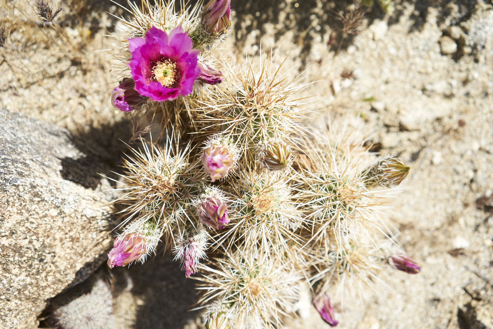 Desert flowers in bloom in Anza-Borrego State Park, California Sean Dagen Photography