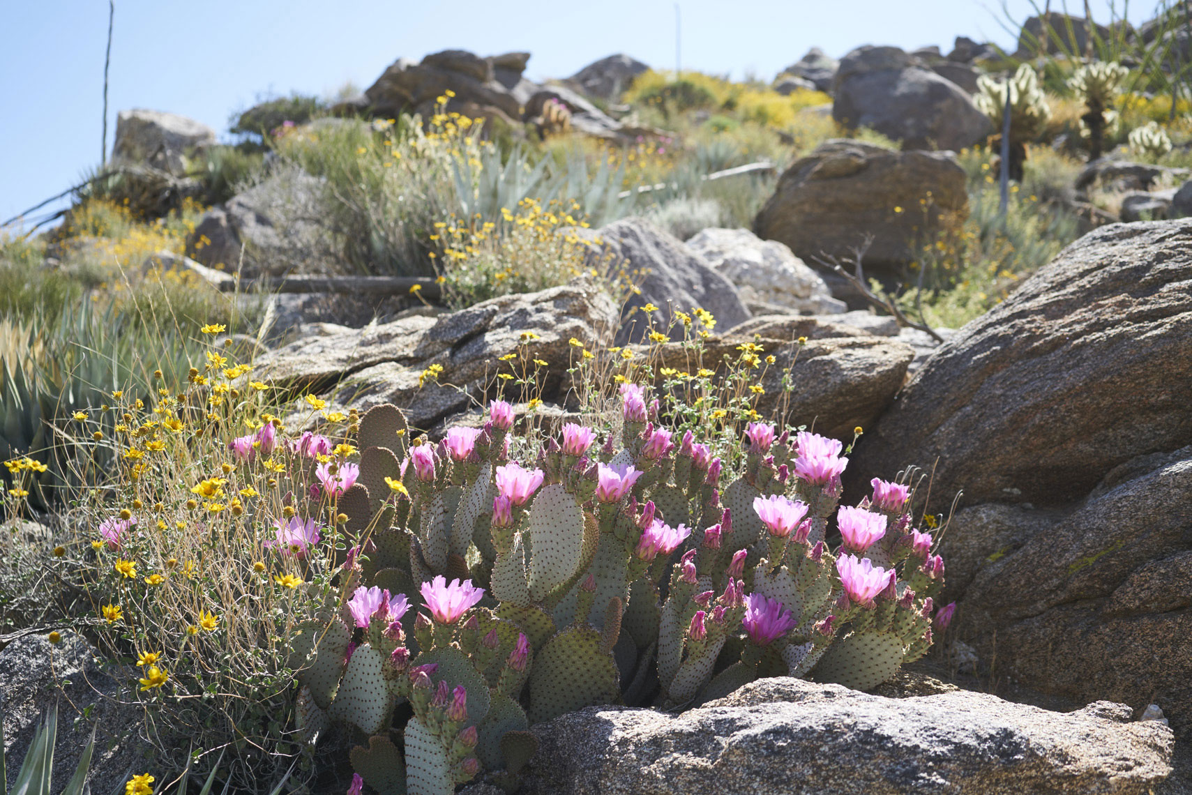 Desert flowers in bloom in Anza-Borrego State Park California Sean Dagen Photography